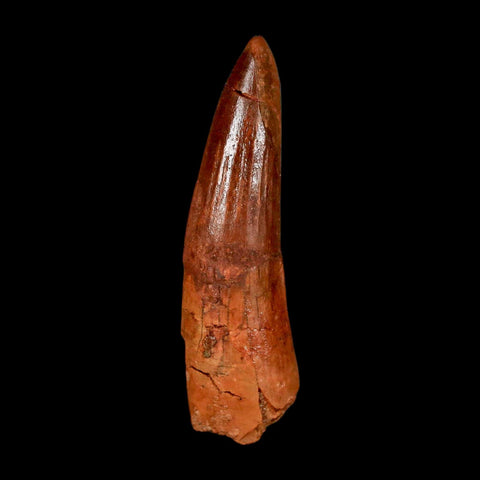 1.9" Spinosaurus Fossil Tooth 100 Million Years Old Cretaceous Dinosaur COA Stand