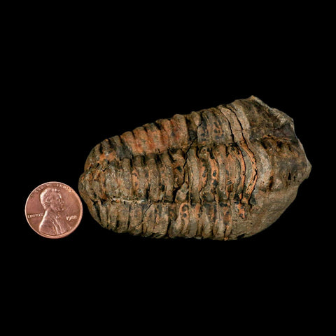 3.1" Flexicalymene Trilobite Fossil Ordovician Age Tazzarine Region Morocco COA - Fossil Age Minerals