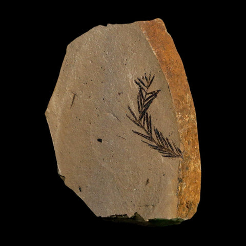 1.1" Detailed Fossil Plant Leafs Metasequoia Dawn Redwood Oligocene Age MT COA