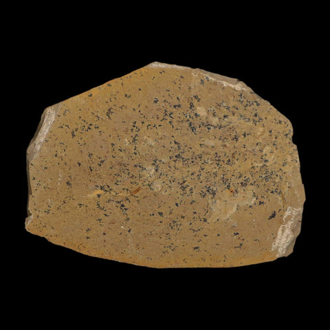 1.1" Detailed Fossil Plant Leafs Metasequoia Dawn Redwood Oligocene Age MT COA