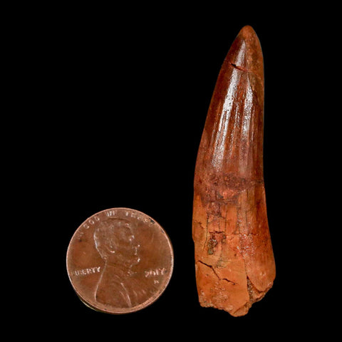 1.9" Spinosaurus Fossil Tooth 100 Million Years Old Cretaceous Dinosaur COA Stand
