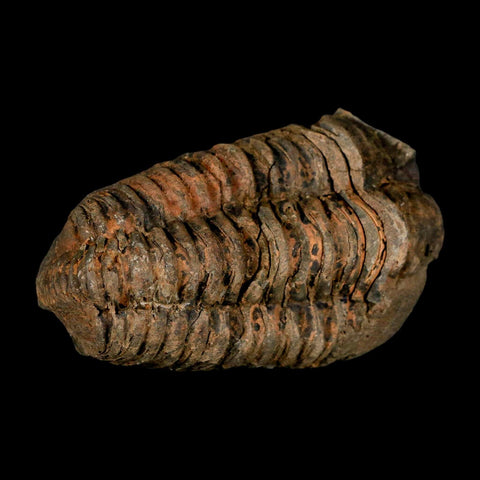 3.1" Flexicalymene Trilobite Fossil Ordovician Age Tazzarine Region Morocco COA - Fossil Age Minerals