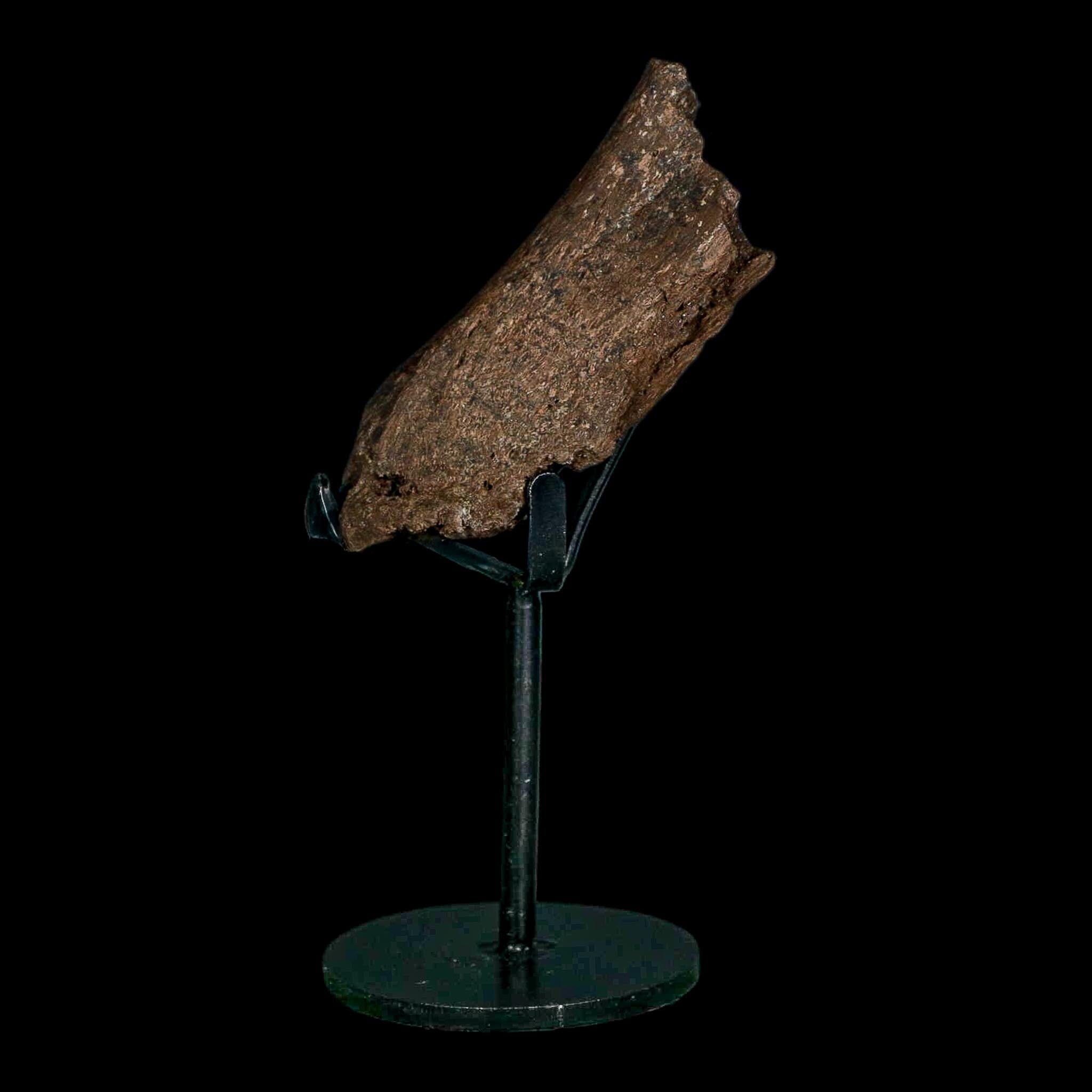 3" Edmontosaurus Fossil Vertebrae Process Hell Creek FM Cretaceous Dinosaur MT COA - Fossil Age Minerals