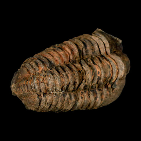 3.1" Flexicalymene Trilobite Fossil Ordovician Age Tazzarine Region Morocco COA - Fossil Age Minerals