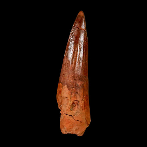 1.9" Spinosaurus Fossil Tooth 100 Million Years Old Cretaceous Dinosaur COA Stand