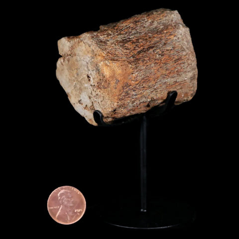 2.2" Mosasaur Fossil Vertebrae Cretaceous Dinosaur Era Texas Oza FM COA, Metal Stand - Fossil Age Minerals