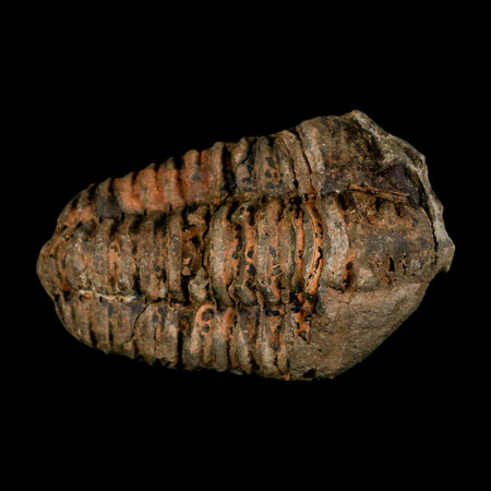 3.1" Flexicalymene Trilobite Fossil Ordovician Age Tazzarine Region Morocco COA