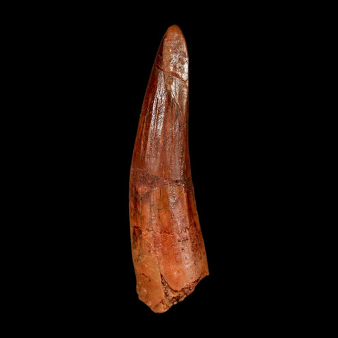 1.9" Spinosaurus Fossil Tooth 100 Million Years Old Cretaceous Dinosaur COA Stand