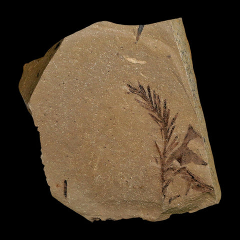 1.5" Detailed Fossil Plant Leafs Metasequoia Dawn Redwood Oligocene Age MT COA