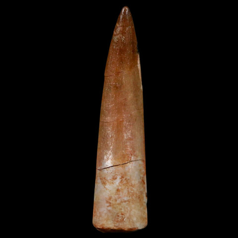 1.8" Plesiosaur Zarafasaura Tooth Fossil Cretaceous Dinosaur Era COA, Stand - Fossil Age Minerals