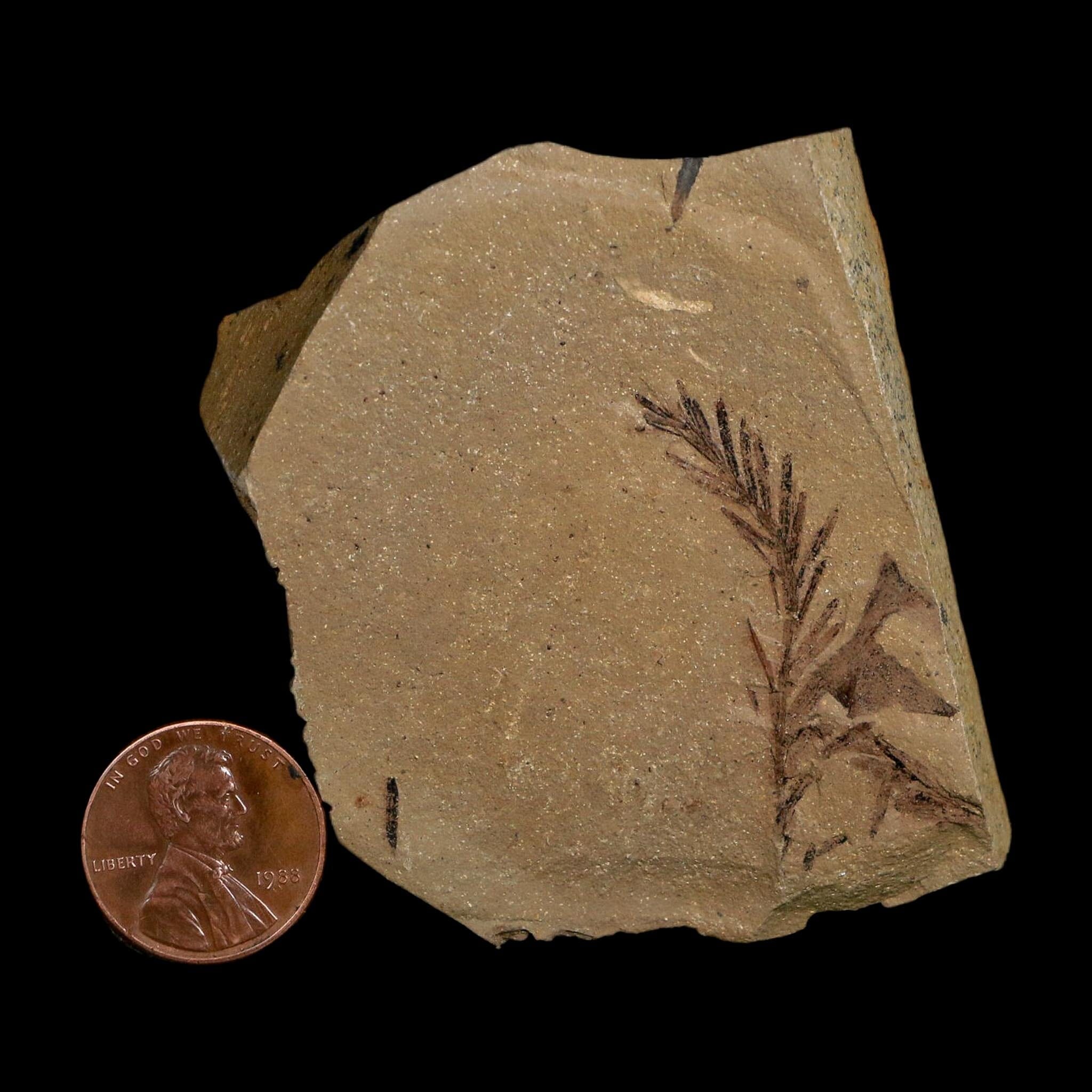 1.5" Detailed Fossil Plant Leafs Metasequoia Dawn Redwood Oligocene Age MT COA - Fossil Age Minerals