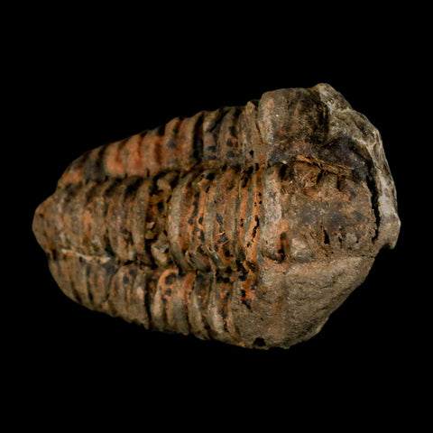 3.1" Flexicalymene Trilobite Fossil Ordovician Age Tazzarine Region Morocco COA - Fossil Age Minerals