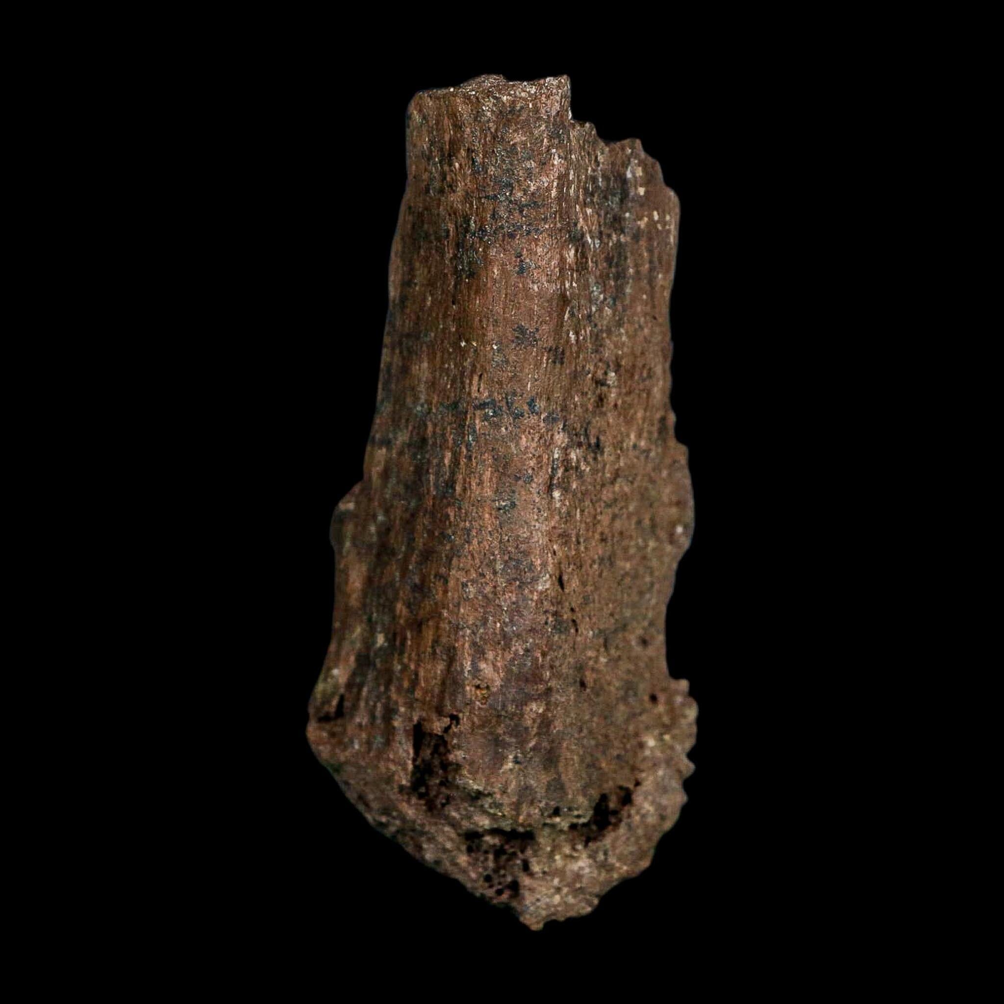 3" Edmontosaurus Fossil Vertebrae Process Hell Creek FM Cretaceous Dinosaur MT COA - Fossil Age Minerals