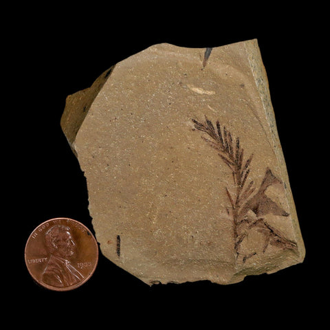 1.5" Detailed Fossil Plant Leafs Metasequoia Dawn Redwood Oligocene Age MT COA