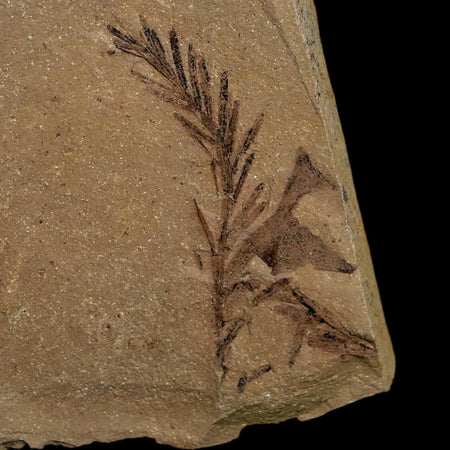 1.5" Detailed Fossil Plant Leafs Metasequoia Dawn Redwood Oligocene Age MT COA