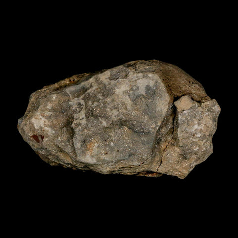 3.1" Flexicalymene Trilobite Fossil Ordovician Age Tazzarine Region Morocco COA - Fossil Age Minerals