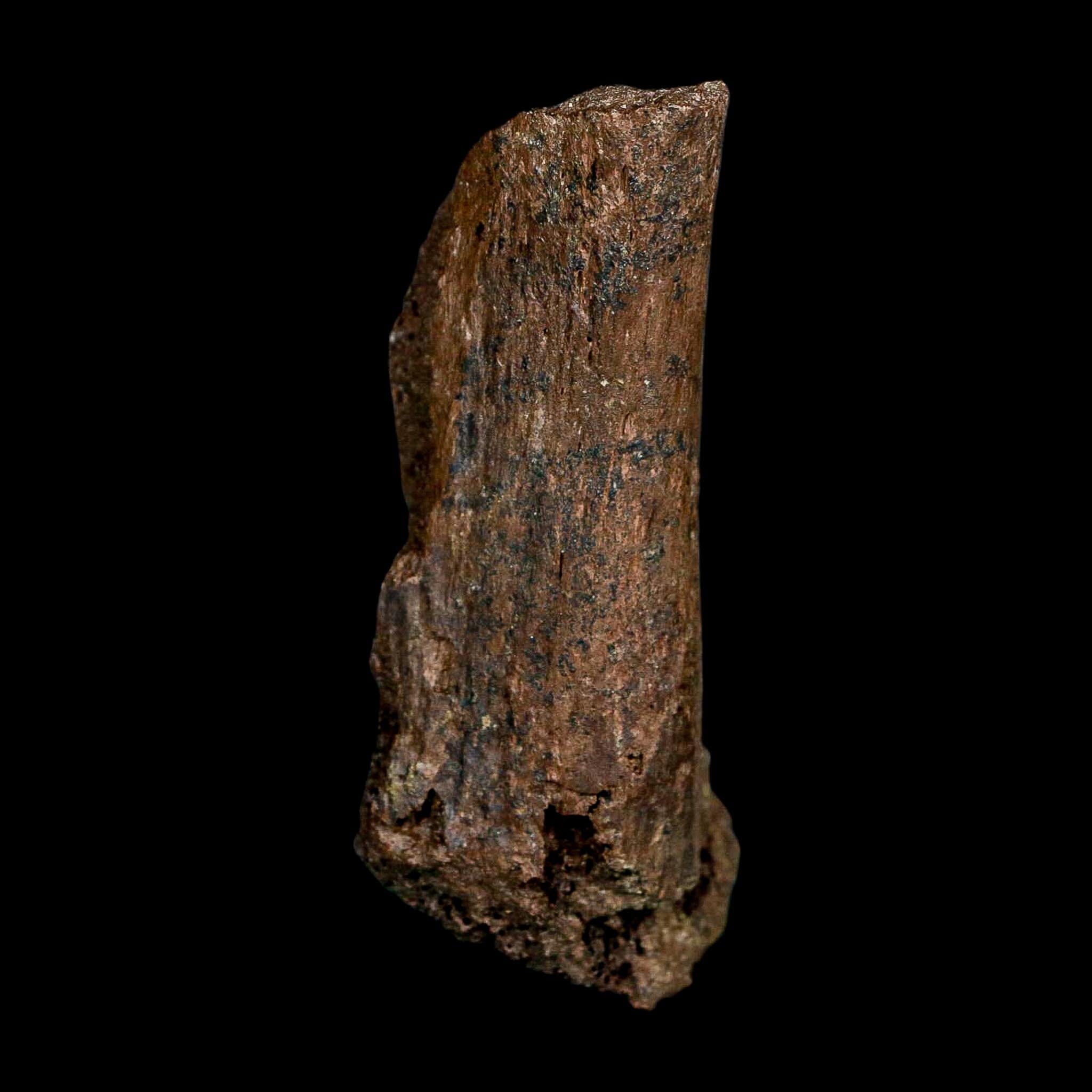 3" Edmontosaurus Fossil Vertebrae Process Hell Creek FM Cretaceous Dinosaur MT COA - Fossil Age Minerals