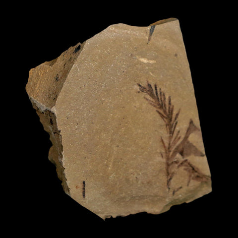 1.5" Detailed Fossil Plant Leafs Metasequoia Dawn Redwood Oligocene Age MT COA