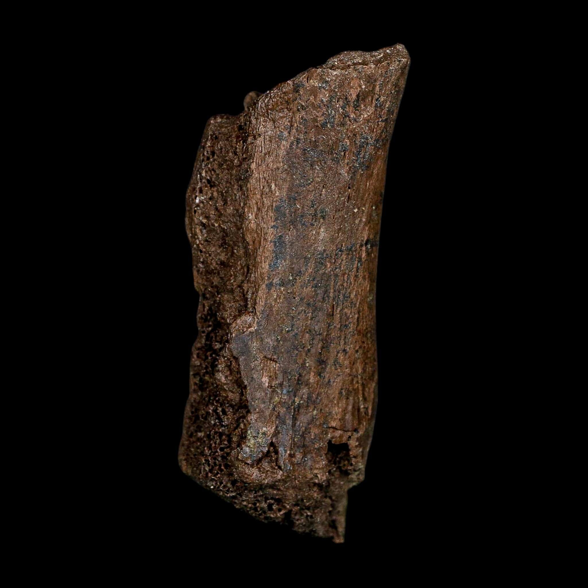 3" Edmontosaurus Fossil Vertebrae Process Hell Creek FM Cretaceous Dinosaur MT COA - Fossil Age Minerals