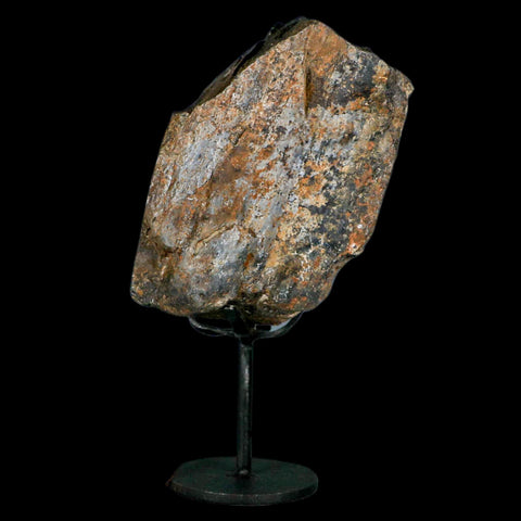 4" Camarasaurus Dinosaur Fossil Limb Bone Morrison FM CO Jurassic Age COA Stand - Fossil Age Minerals