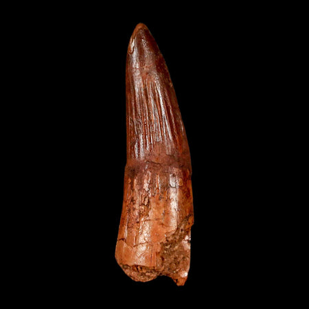 1.9" Spinosaurus Fossil Tooth 100 Million Years Old Cretaceous Dinosaur COA Stand