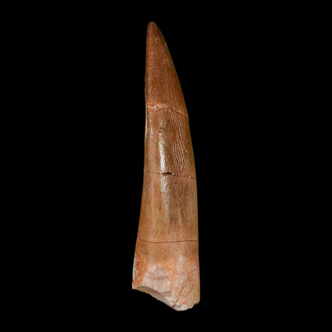 1.8" Plesiosaur Zarafasaura Tooth Fossil Cretaceous Dinosaur Era COA, Stand - Fossil Age Minerals