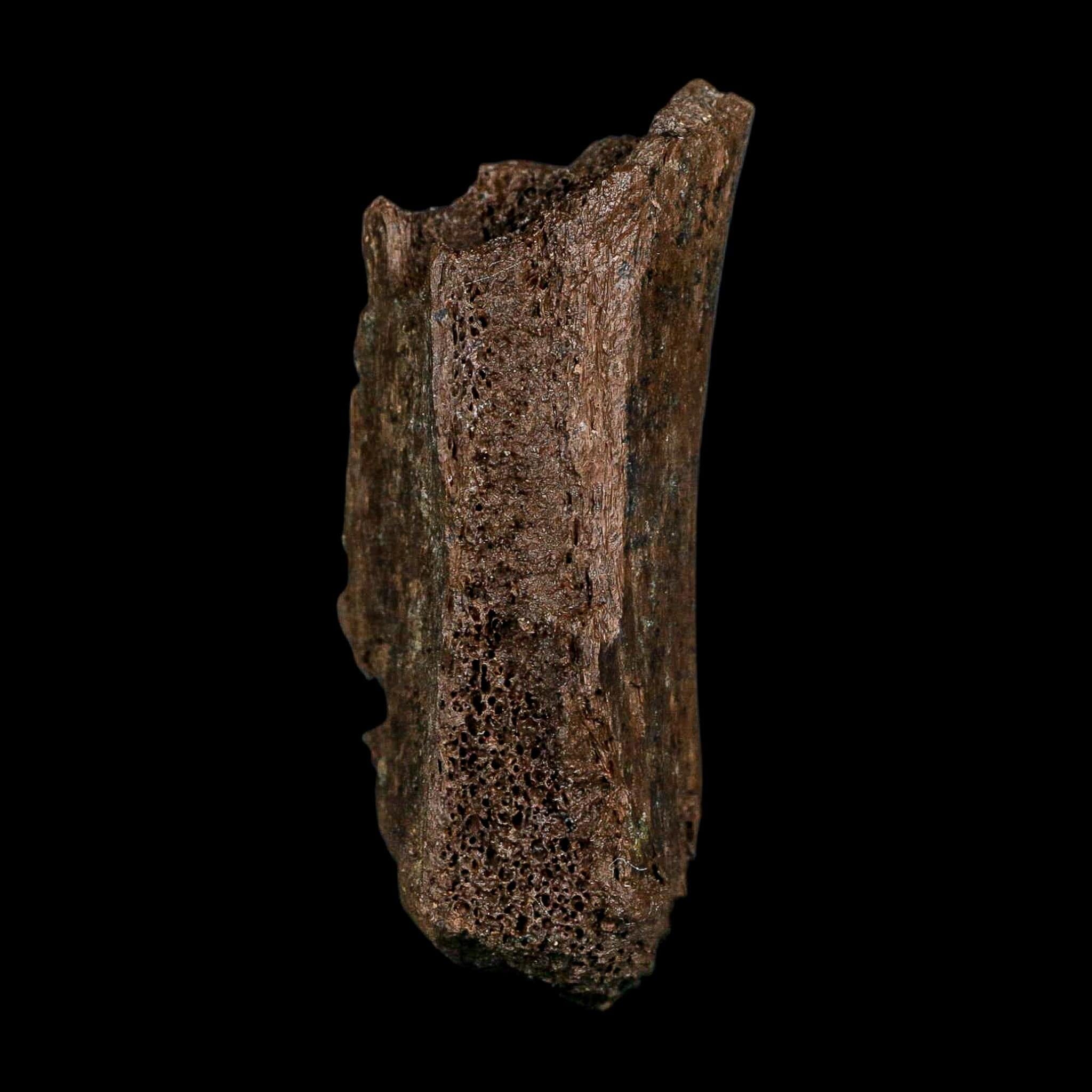 3" Edmontosaurus Fossil Vertebrae Process Hell Creek FM Cretaceous Dinosaur MT COA - Fossil Age Minerals