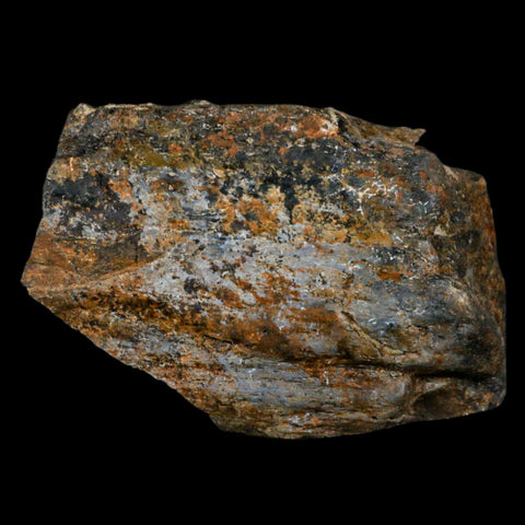 4" Camarasaurus Dinosaur Fossil Limb Bone Morrison FM CO Jurassic Age COA Stand - Fossil Age Minerals