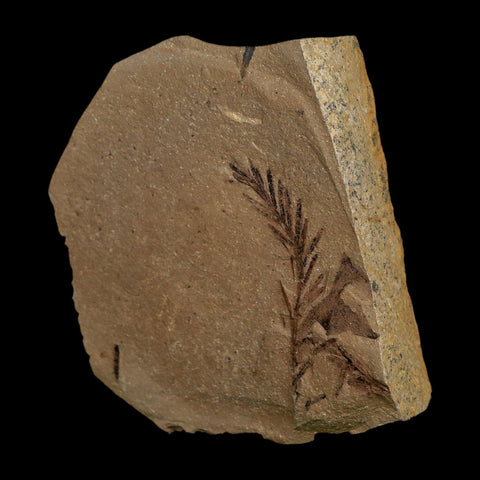 1.5" Detailed Fossil Plant Leafs Metasequoia Dawn Redwood Oligocene Age MT COA