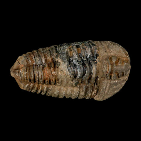 3.7" Flexicalymene Trilobite Fossil Ordovician Age Tazzarine Region Morocco COA - Fossil Age Minerals