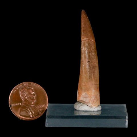 1.8" Plesiosaur Zarafasaura Tooth Fossil Cretaceous Dinosaur Era COA, Stand - Fossil Age Minerals