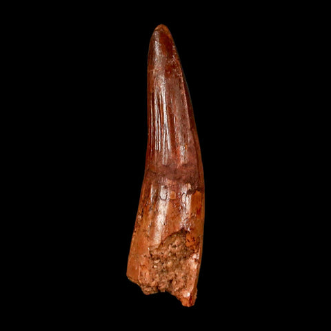 1.9" Spinosaurus Fossil Tooth 100 Million Years Old Cretaceous Dinosaur COA Stand