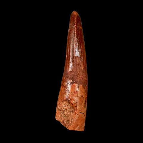 1.9" Spinosaurus Fossil Tooth 100 Million Years Old Cretaceous Dinosaur COA Stand