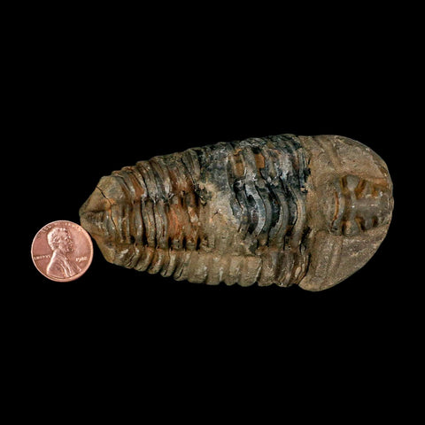 3.7" Flexicalymene Trilobite Fossil Ordovician Age Tazzarine Region Morocco COA - Fossil Age Minerals