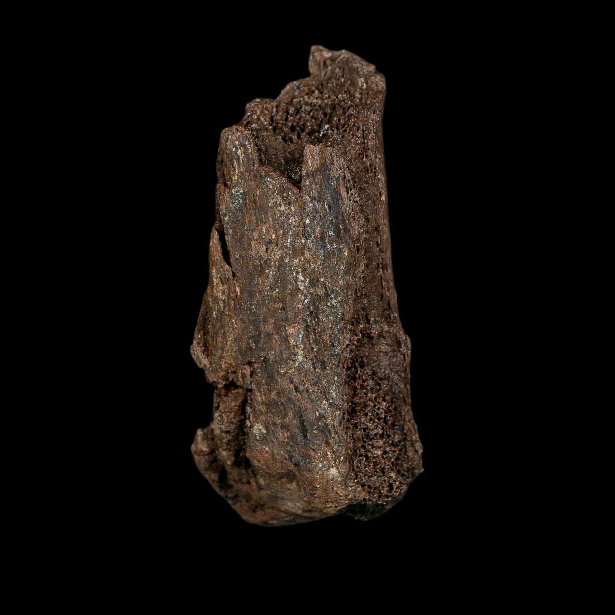3" Edmontosaurus Fossil Vertebrae Process Hell Creek FM Cretaceous Dinosaur MT COA - Fossil Age Minerals