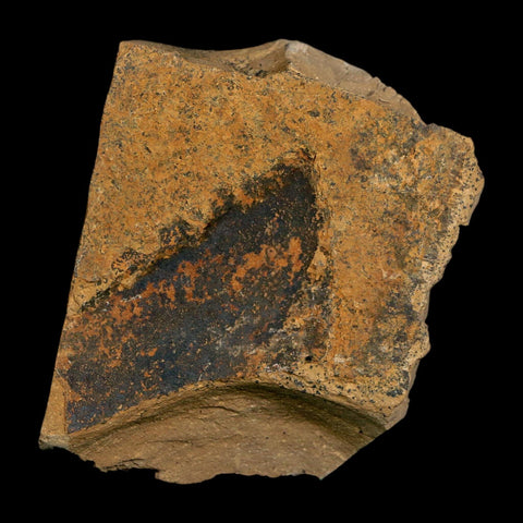 1.5" Detailed Fossil Plant Leafs Metasequoia Dawn Redwood Oligocene Age MT COA