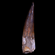 XL 4" Spinosaurus Fossil Tooth 100 Mil Yrs Old Cretaceous Dinosaur COA & Stand
