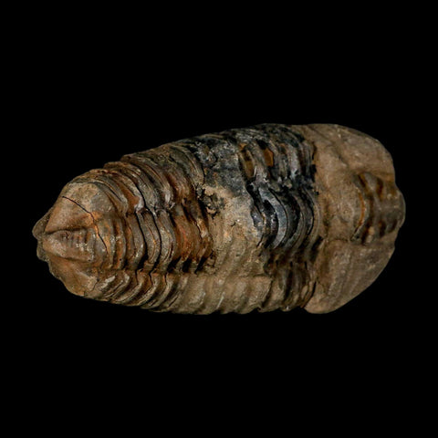 3.7" Flexicalymene Trilobite Fossil Ordovician Age Tazzarine Region Morocco COA - Fossil Age Minerals