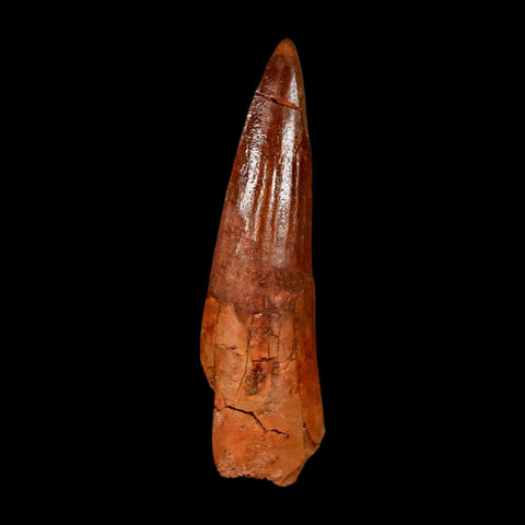 1.9" Spinosaurus Fossil Tooth 100 Million Years Old Cretaceous Dinosaur COA Stand
