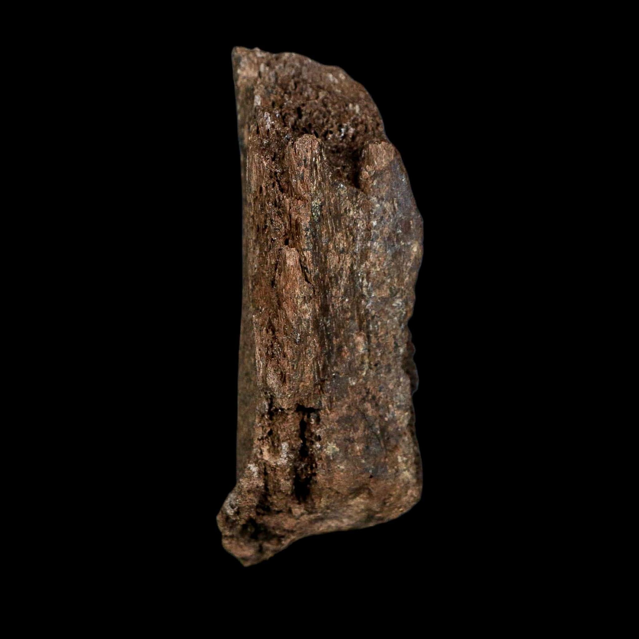 3" Edmontosaurus Fossil Vertebrae Process Hell Creek FM Cretaceous Dinosaur MT COA - Fossil Age Minerals