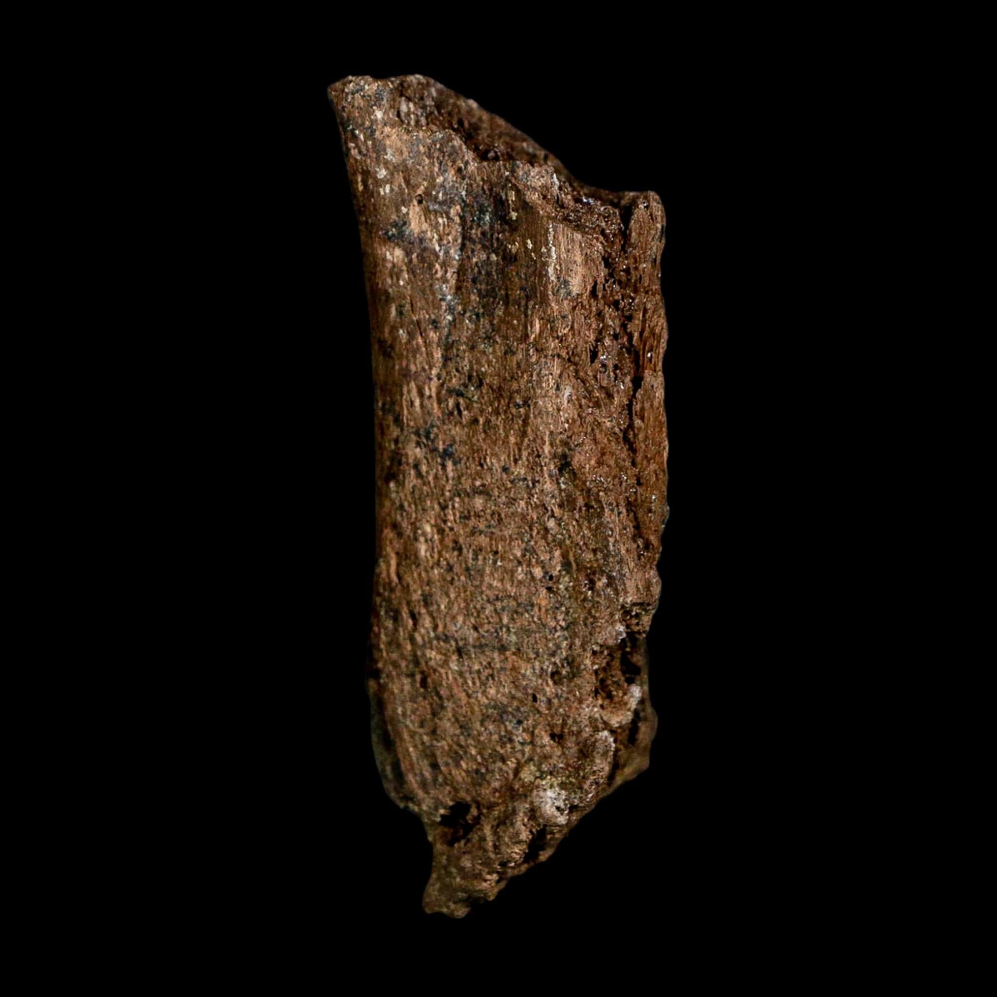 3" Edmontosaurus Fossil Vertebrae Process Hell Creek FM Cretaceous Dinosaur MT COA - Fossil Age Minerals