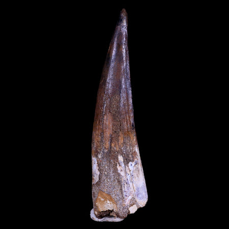 XL 4" Spinosaurus Fossil Tooth 100 Mil Yrs Old Cretaceous Dinosaur COA & Stand