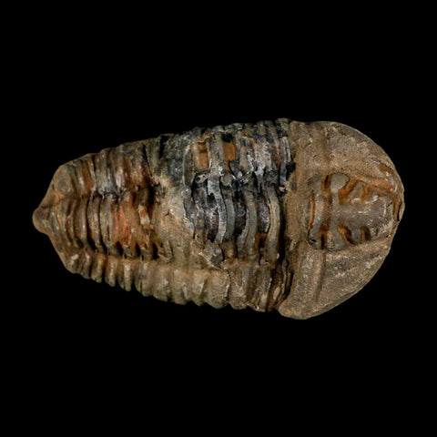 3.7" Flexicalymene Trilobite Fossil Ordovician Age Tazzarine Region Morocco COA - Fossil Age Minerals