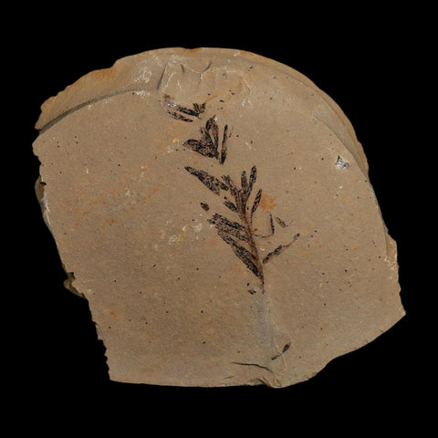 1.6" Detailed Fossil Plant Leafs Metasequoia Dawn Redwood Oligocene Age MT COA