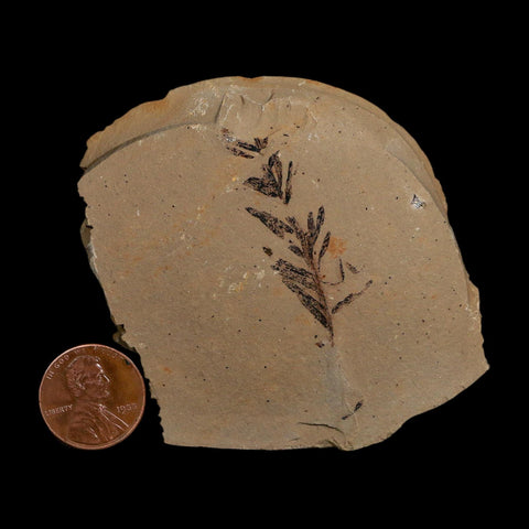 1.6" Detailed Fossil Plant Leafs Metasequoia Dawn Redwood Oligocene Age MT COA