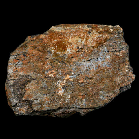 4" Camarasaurus Dinosaur Fossil Limb Bone Morrison FM CO Jurassic Age COA Stand - Fossil Age Minerals