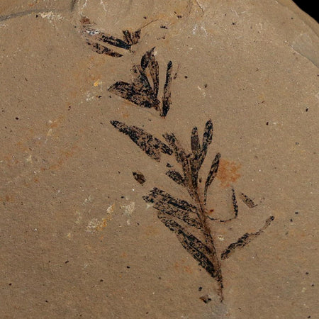 1.6" Detailed Fossil Plant Leafs Metasequoia Dawn Redwood Oligocene Age MT COA