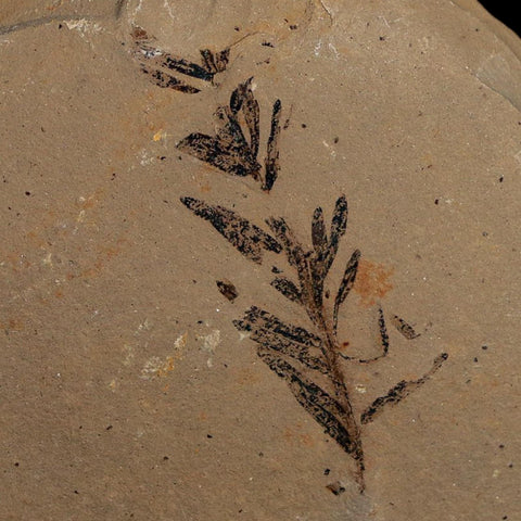 1.6" Detailed Fossil Plant Leafs Metasequoia Dawn Redwood Oligocene Age MT COA