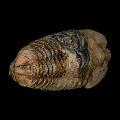 3.7" Flexicalymene Trilobite Fossil Ordovician Age Tazzarine Region Morocco COA - Fossil Age Minerals