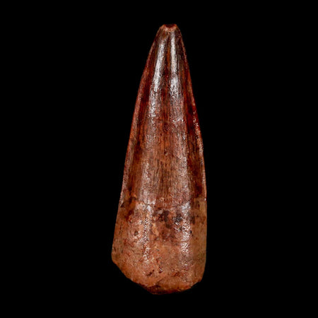 1.8" Spinosaurus Fossil Tooth 100 Million Years Old Cretaceous Dinosaur COA Stand